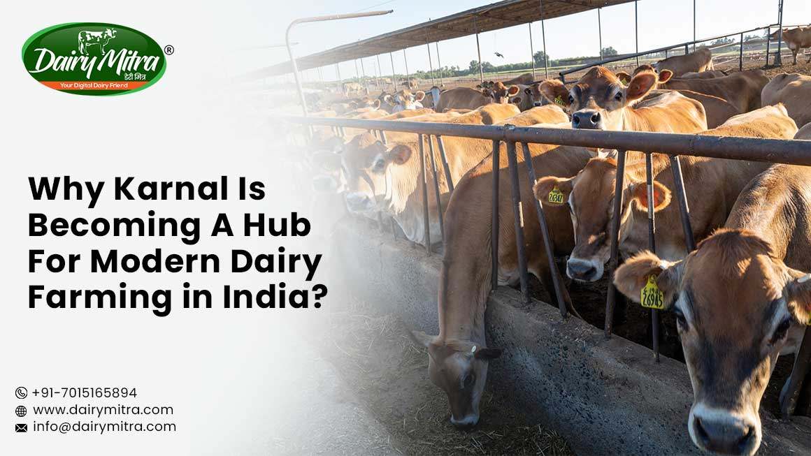 Why Karnal Is Becoming A Hub For Modern Dairy Farming in India?